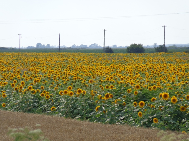 20130705 Menyháza 534